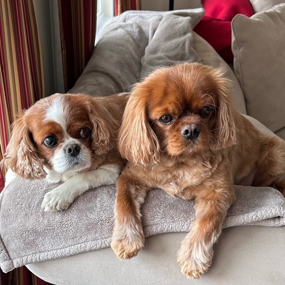 Meet your Posher, Barbara. - Picture 2 of 13